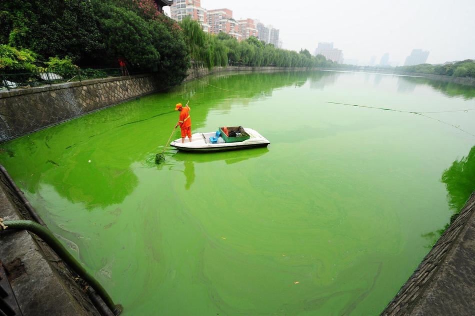 杭州水源地遭大面积蓝藻入侵