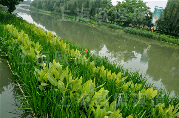 抗风浪型生态浮岛上的水生植物生长繁殖，水色恢复