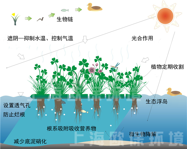 多年生抗风浪型生态浮岛净水原理图