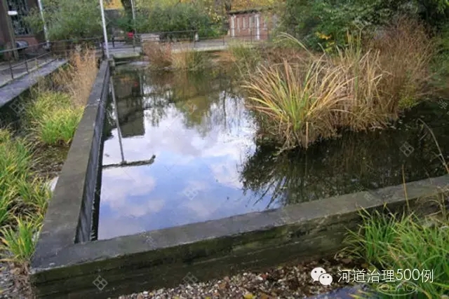 水池及水生植被