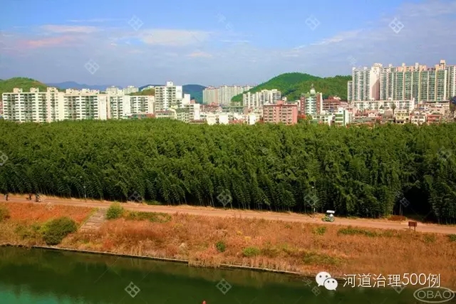 植物湿地堤岸