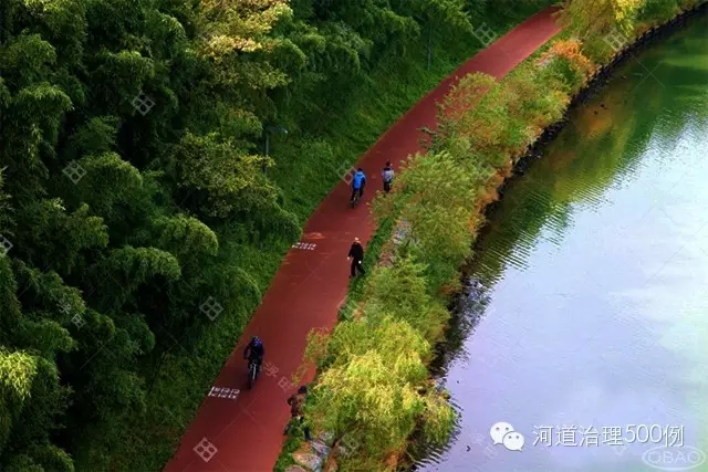 植物湿地堤岸