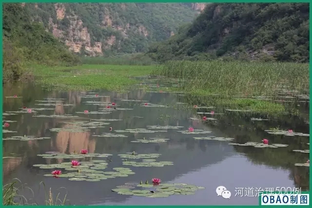 水生植物构建