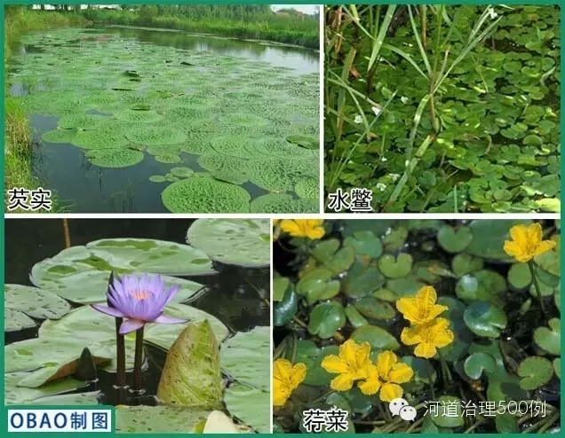 浮叶植物种植