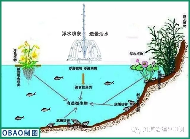 水体生态系统构建示意图