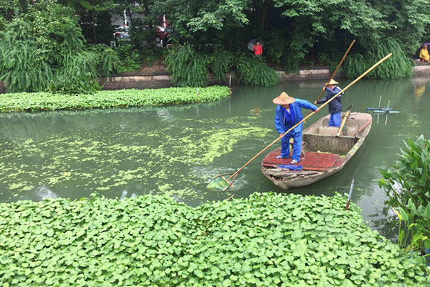 经过经理的河段，浮萍依然存在，如不打捞，浮萍将再次爆发