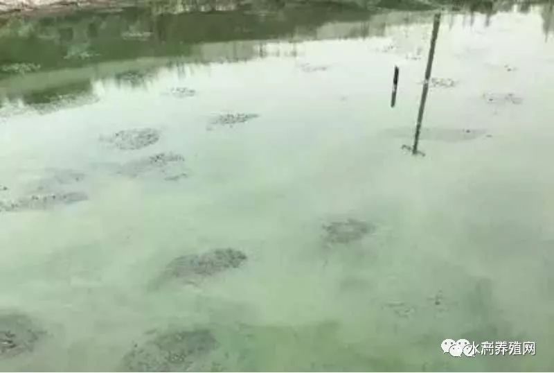 蟹塘发生蓝藻,怎么办? 蟹塘发生蓝藻,怎么办?
