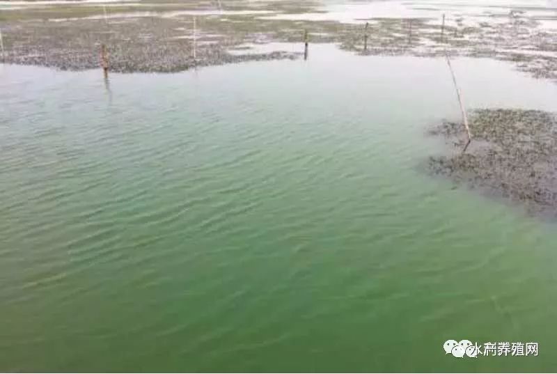 蟹塘发生蓝藻,怎么办? 蟹塘发生蓝藻,怎么办?